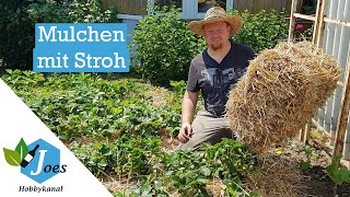 Erdbeeren und Kartoffeln mit Stroh mulchen