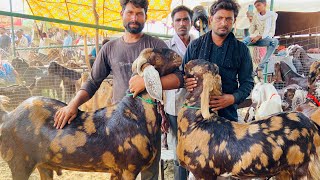 11JUNE AJMER BAKRA MANDI LIVE UPDATES RAJASTHAN GOAT MARKET COVER WITH PRICE RAJASTHAN BIGGEST MANDI