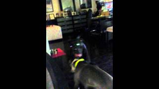 Pitbull and CaneCorso Fight.