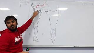 Arterial supply of lower limb ( INTRODUCTION)