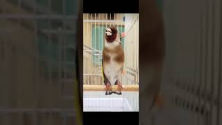 Goldfinch singing #3 #goldfinch_singing #birds #finches #beautiful #Goldfinchtube #shorts