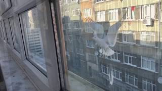 Kedi Lokum🐾Martı🕊Nöbetinde😳Ekmek🥖Parçaları ve Martılar/Cat Lokum Talks to The Seagulls