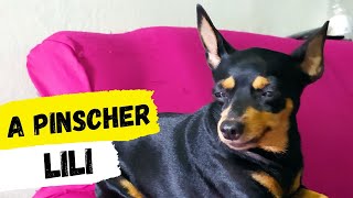 Conheçam a pinscher Lili