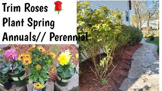 Cut//Trim// Roses🪴 😍// Plant Spring flowers Annuals//Perennial 💐