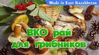 MADE IN EAST KAZAKHSTAN: ВКО рай для грибников