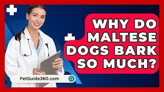 Why Do Maltese Dogs Bark So Much? - PetGuide360.com