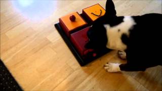 DOG ACTIVITY STRATEGY GAME -TRAINING - PART 5 TRIXIE DOG