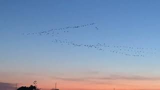 #ducks #nature #migration