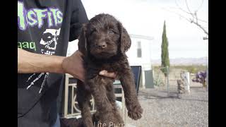 Puppies Strike a Pose