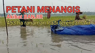 Petani LAMPUNG TIMUR Menagis