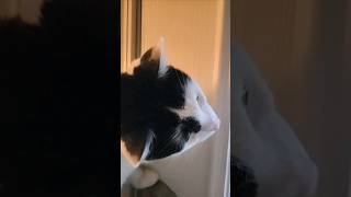 Cats see a frog part 2 #cats #animals #pets