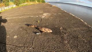 Fishing River Mersey at Birkenhead