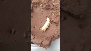 All hail the Queen Termite #gross #insect #shorts #power #termites