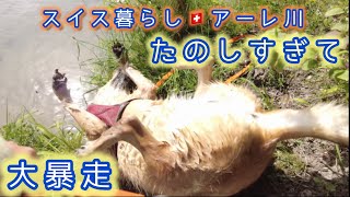 【スイス生活】水遊び解禁でテンション爆上がりの犬がこちらです…