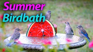 Birdbath Fountain Splashing Bluebirds and More From Episode 122  @LensMyth