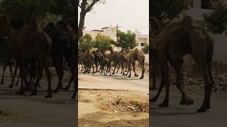 camel show on the way #shortvideo #vairal रेगिस्तान का जहाज मस्ती से रोड पर चलते हुए