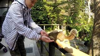 Japan, Kamakura. Япония, Камакура. (март 2018)