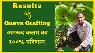 अमरूद ग्राफ्टिंग का कामयाब परिणाम | Results of guava  grafting | Guava grafting