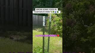 GROW SOME FOOD IN YOUR BACKYARD!🫑🫐🌳