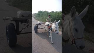 كيف كان صوت عربة الحمار؟ #animals #donkey #shortvideo #shorts #tharwildlife