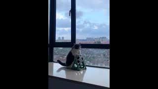 Funny cat playing football cute kitten 🐈🐾||Animal movement in football