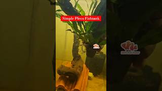 💥Easy & Simple 🎊 Pleco Aquarium 🐠 #youtubeshorts #youtube #shorts