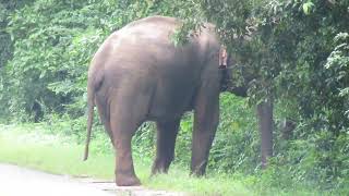 #elephant #habarana #srilanka