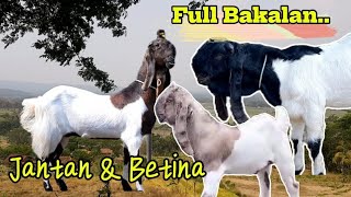 Kambing Kaligesing BREEDING Ekonomis bakalan jantan betina di jual..!!! p.ettawa