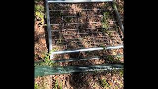 How to build a pig fence! (PART 1)