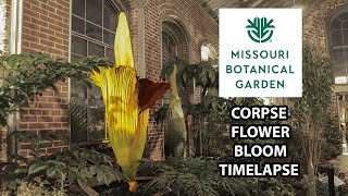 Octavia, Corpse Flower Bloom Timelapse 2023