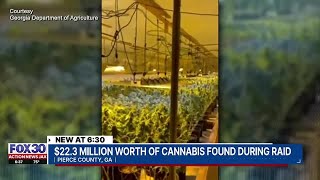 $22.3 million worth of cannabis found during raid | Action News Jax