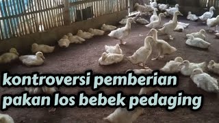 kontroversi pemberian pakan bebek loss || bebek pedaging