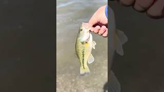 Bass Release #bassfishing #fishing #fish #bass #fishinglife #largemouthbass #minersville #utah