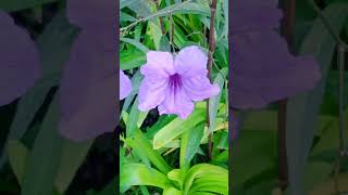 Another Collection Flowers #trendingshorts #shortvideo #viral #flowers