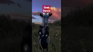 goat, goats, dance #funny #shhorts