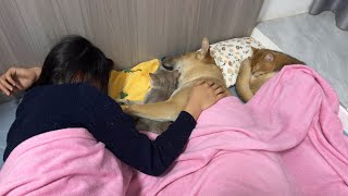 What was it like to hug a dog and two cats to sleep for the first time?process so interesting cute!