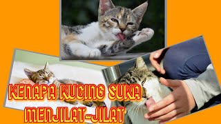 Kenapa kucing menjilati tubuhnya???