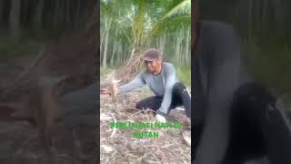 Bukan pawang biasa #fyp #selatpanjang #kepulauanmeranti #musik #lagu #viral #ular