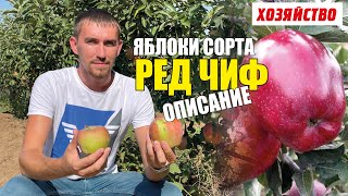 Описание сорта яблок Ред Чиф