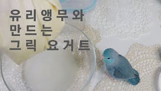 유리앵무 라라와 함께 만드는 그릭요거트