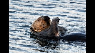 Sea Otters - Morro Bay CA