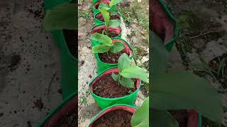 turmeric shoots in grow bags #turmeric #growbag #garden #terace