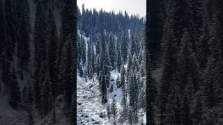 Горная река и Тянь-Шанские ели !!!  Wonderful gorge in the mountains. Tien Shan spruce trees. 🌲🌲🌲