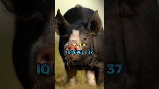 top 10 highest IQ levels animals in the world #shorts #short #trending #shortsfeed #viral #trend