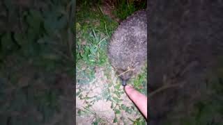 The hedgehog went for a night walk. #animals #hedgehog #youtubeshorts #youtube #viral