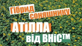 Ультраранній гібрид соняшнику Атілла від ВНІС™