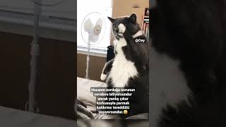 Derste parmak kaldırmaya çalışırken ben; #shorts #viral #tiktok #cute #cat #cats #yks