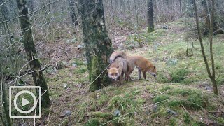 Uniek! Parende vosjes voor de wildcamera | #WILDCAM | Buitengewoon