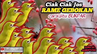 ☑️Kecial Kuning CIAK CIAK JOS RAME GEBOKAN 👍Cara Jitu untuk BUKPAR dan Kecial Baru ☑️buktikan ‼️