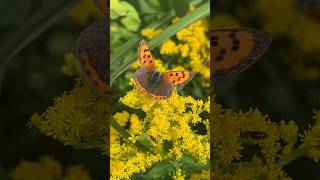 Spotted a Small Copper on the Solidago